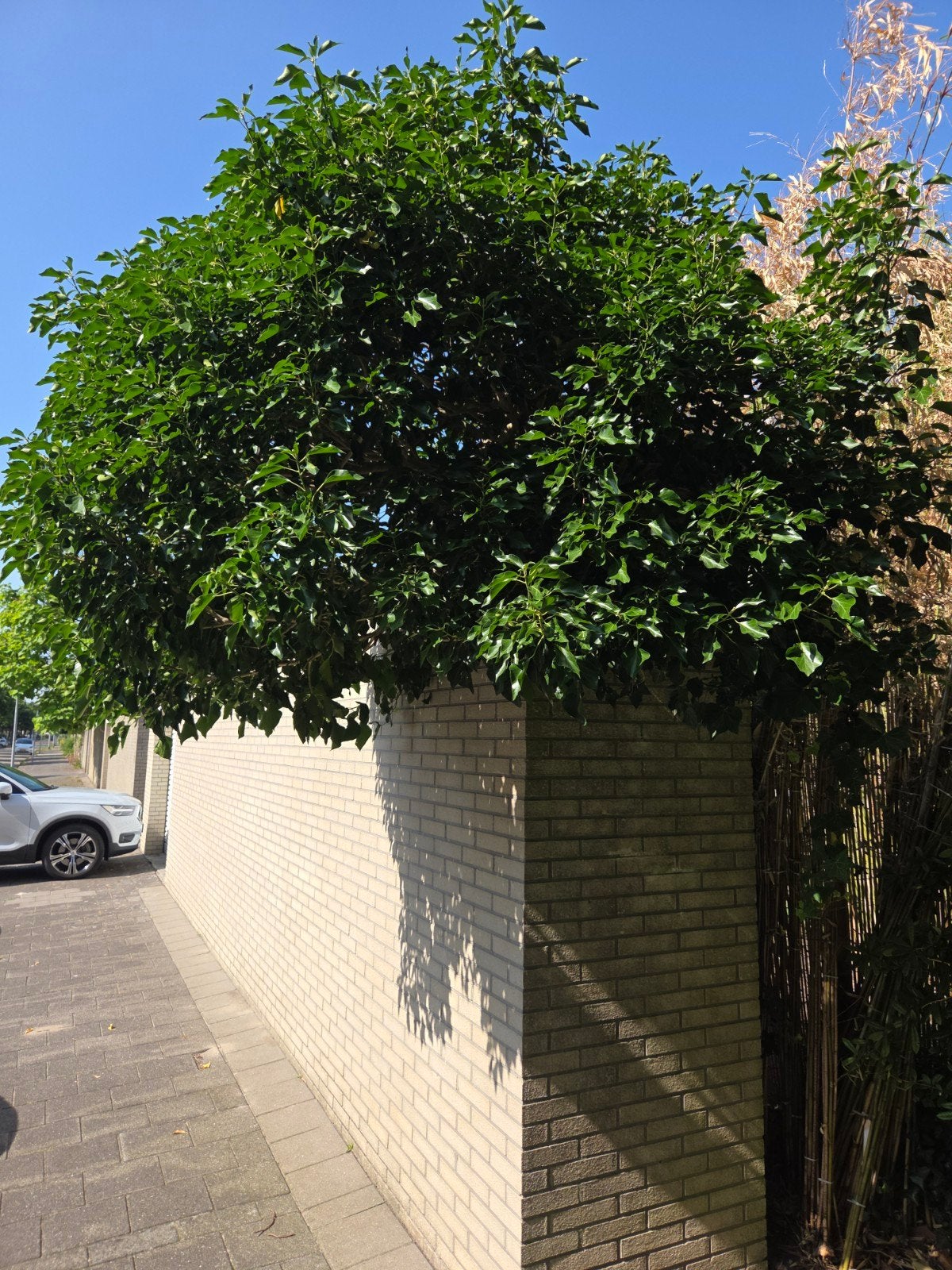 Prachtige klimstruik, Tuin en Terras, Planten | Bomen, Ophalen, Halfschaduw, Overige soorten, 100 tot 250 cm