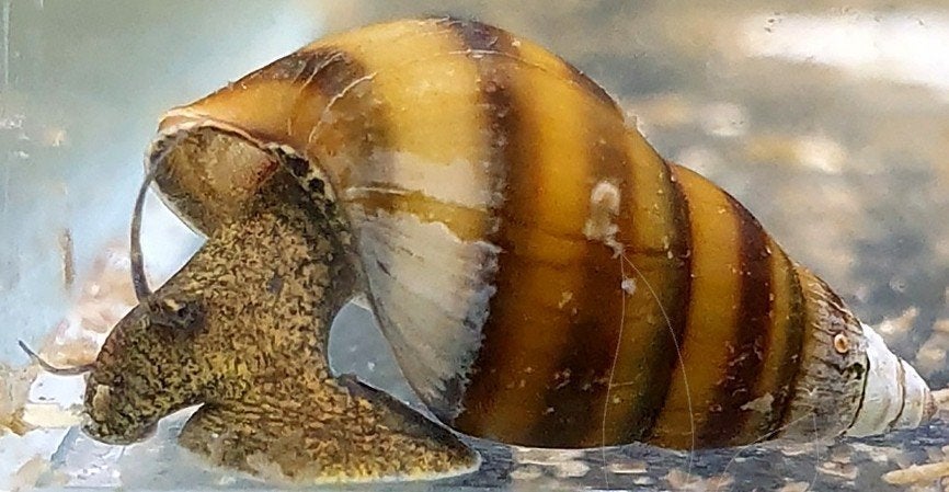 Gestreepte Torenslak/bijenslak., Dieren en Toebehoren, Slak of Weekdier