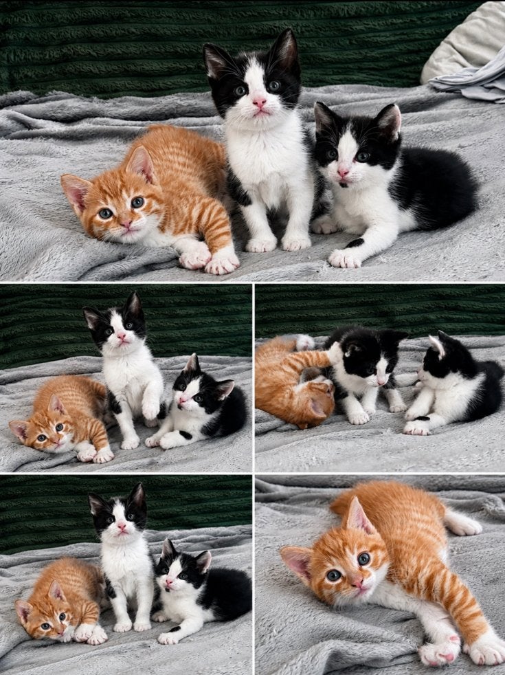 3 prachtige kittens te koop!, Dieren en Toebehoren, Kater, Kortharig, 0 tot 2 jaar