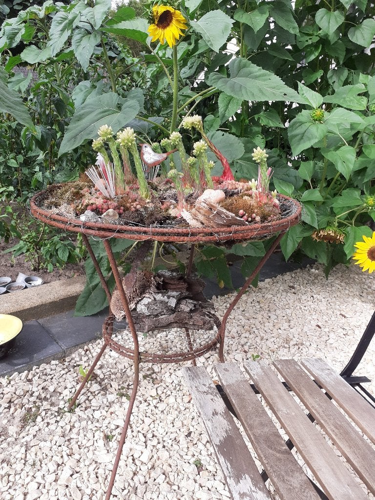 planten tafel, Ophalen of Verzenden, Volle zon, Overige soorten, Minder dan 100 cm