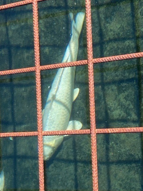 koi's 13 stuks, Karper of Koi