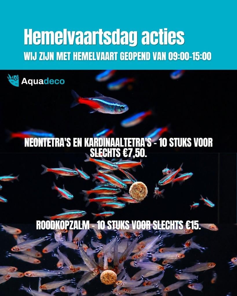Hemelvaartsdag bij Aquadeco, Dieren en Toebehoren, Vissen | Aquariumvissen, Vis, Zoetwatervis