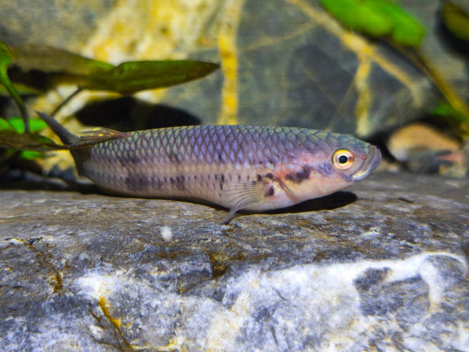 Betta unimaculata tawau kampong imam, Dieren en Toebehoren, Vis