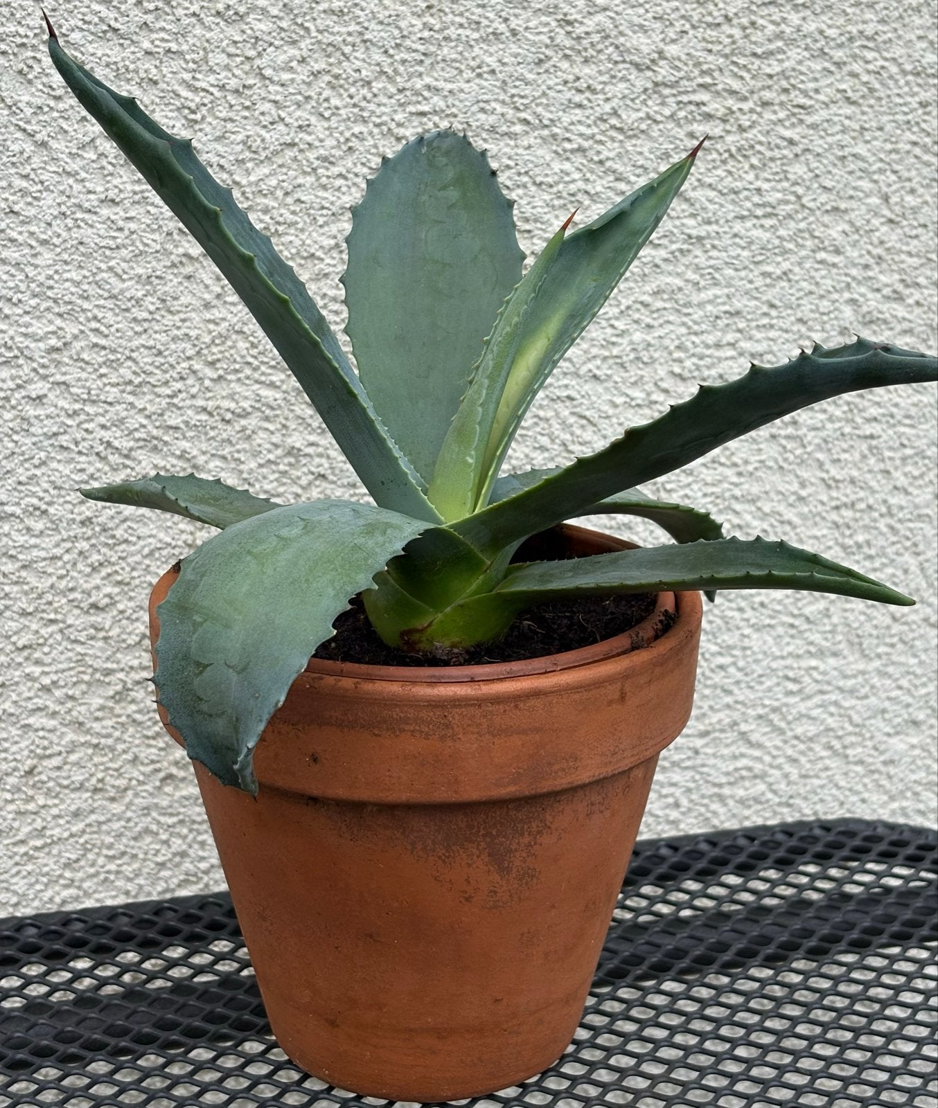 Agave Americana in terracotta pot, Tuin en Terras, Volle zon, Vaste plant, Bloeit niet, Ophalen