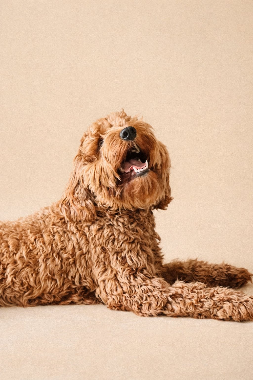 Rode Labradoodle Dekreu | Getest | Bewezen Nakomelingen, Dieren en Toebehoren, Honden | Retrievers, Spaniëls en Waterhonden, Parvo
