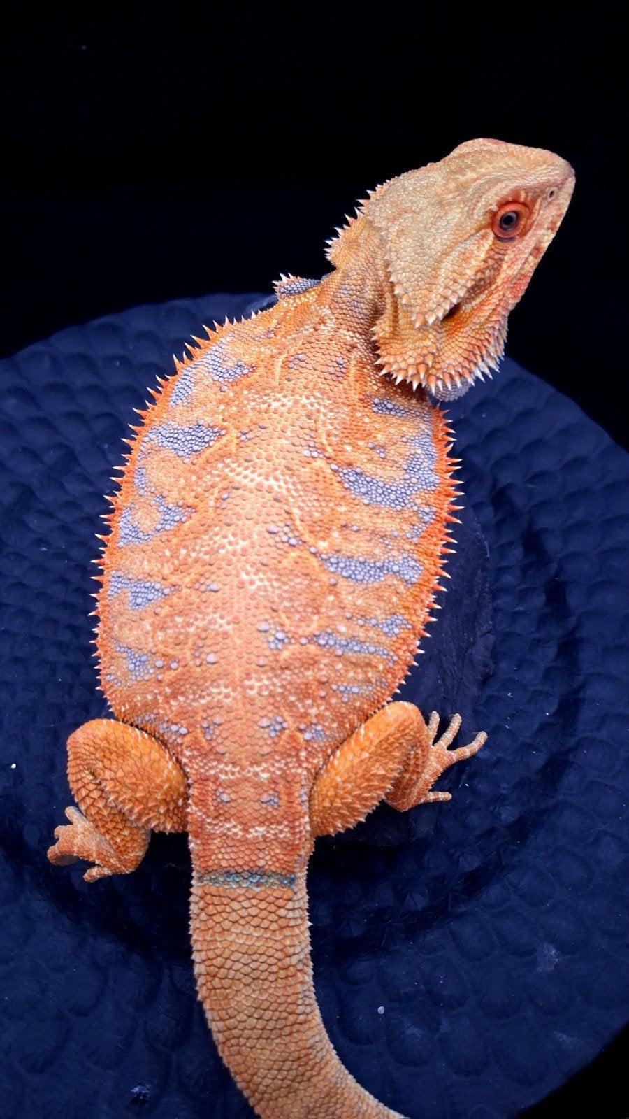 50% Red Monster Purple Tiger het. Witblits/Hypo Baardagaam Bearded Dragon photo 4