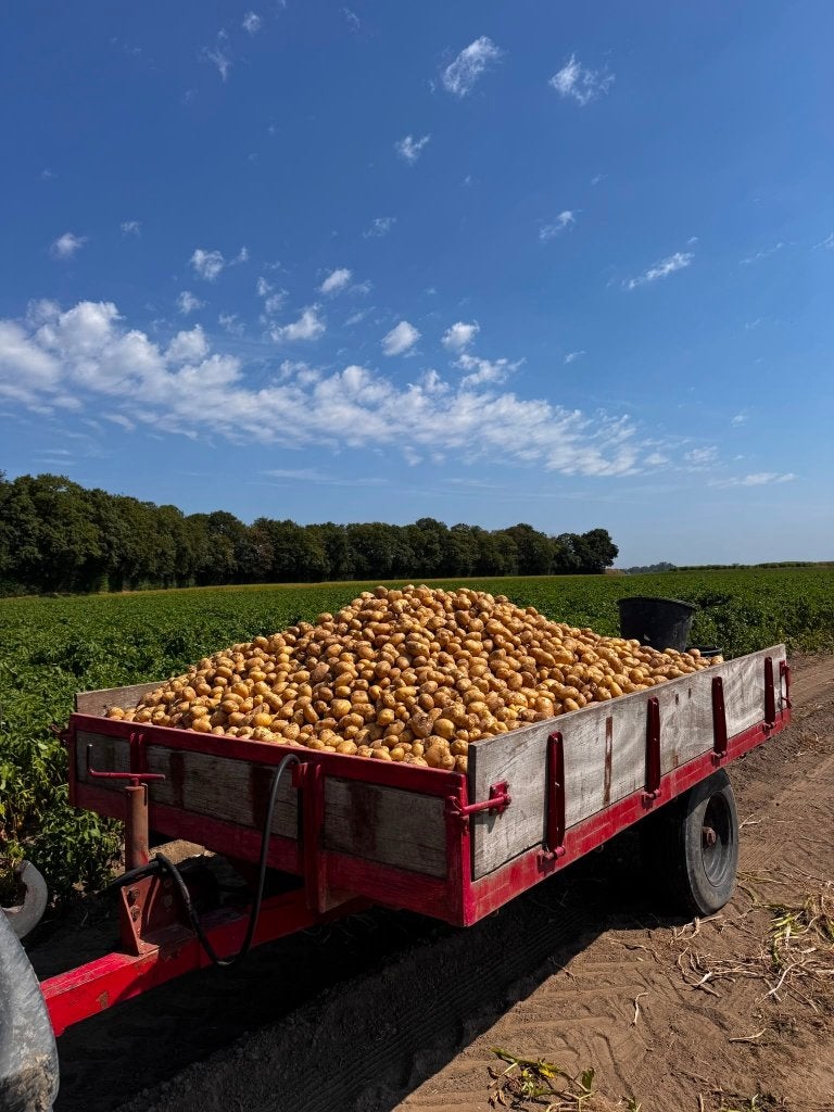 Verse Frieslander aardappelen te koop - Zeeuws-Vlaanderen, Diversen, Levensmiddelen, Ophalen
