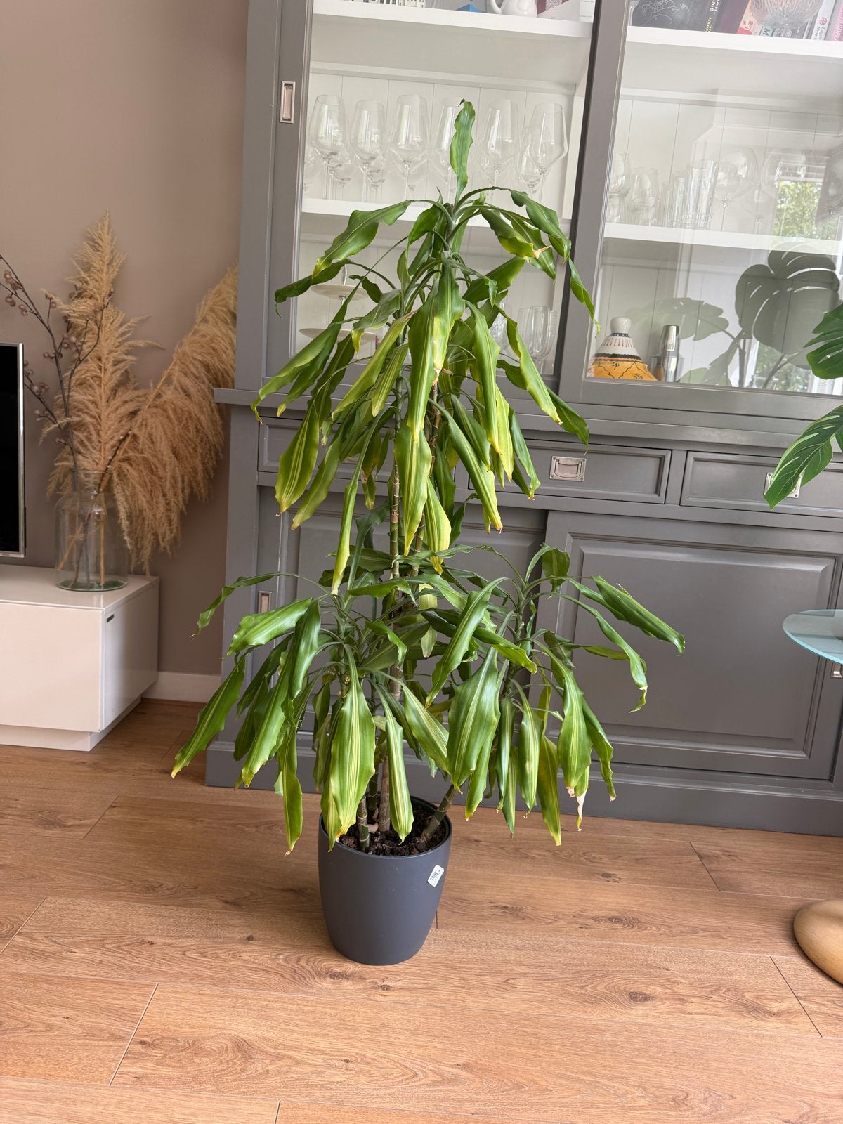 Dracaena plant zonder pot, Groene kamerplant, Ophalen, Halfschaduw, 100 tot 150 cm
