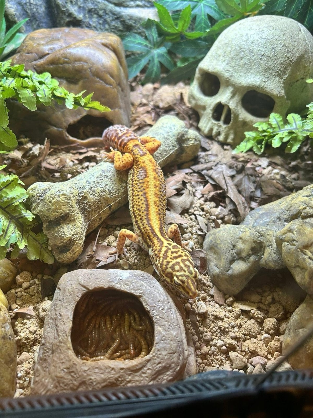 Luipaardgekko Stripe / Reverse Stripe - Tangerine / Mandarin Leopard Gecko photo 4