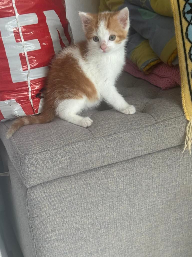 Rood witte kitten 6 weken, Dieren en Toebehoren, Katten en Kittens | Overige Katten, Kater