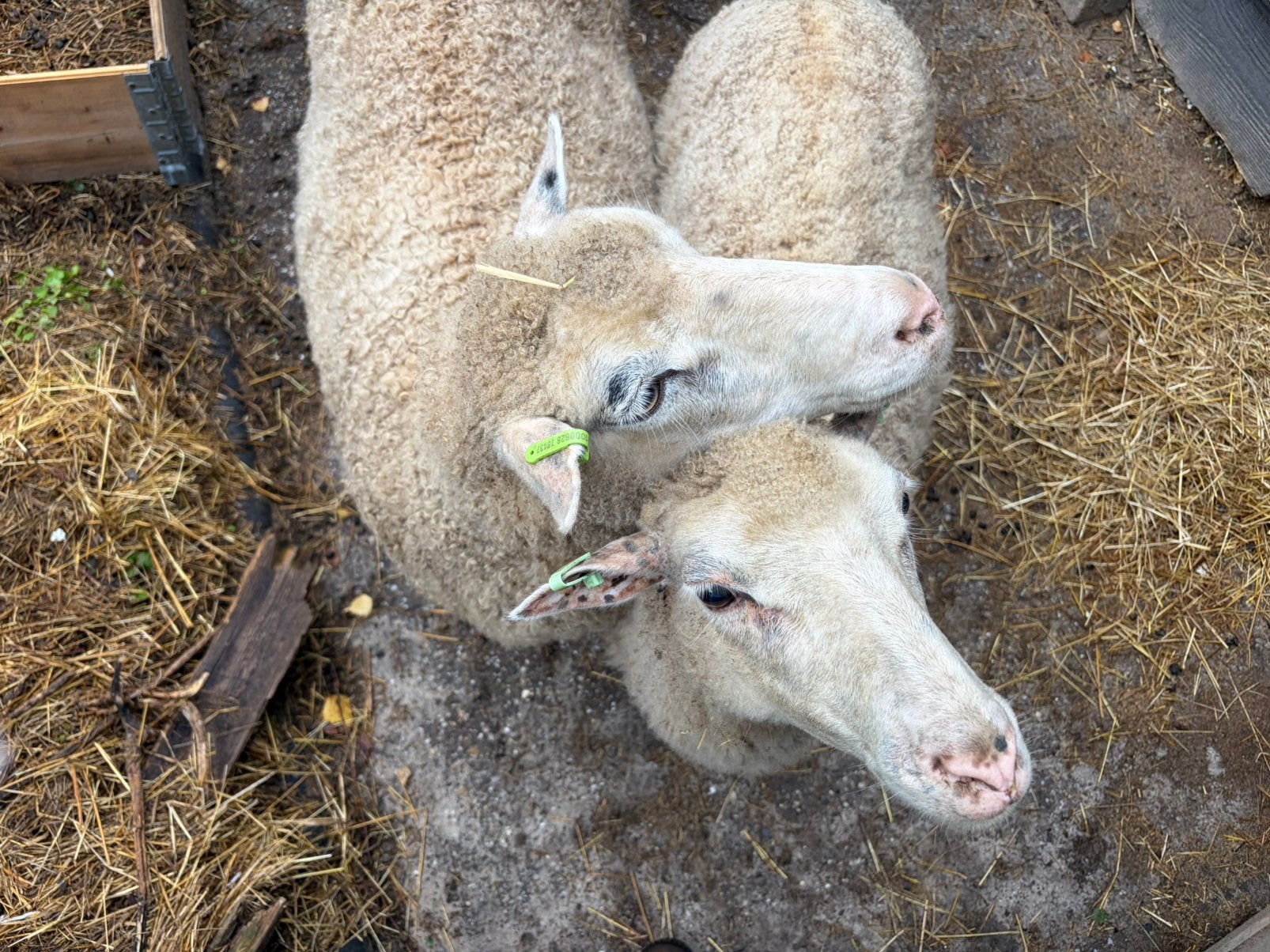 Twee ooien kruising merino, Dieren en Toebehoren, Vrouwelijk, Schaap, 0 tot 2 jaar