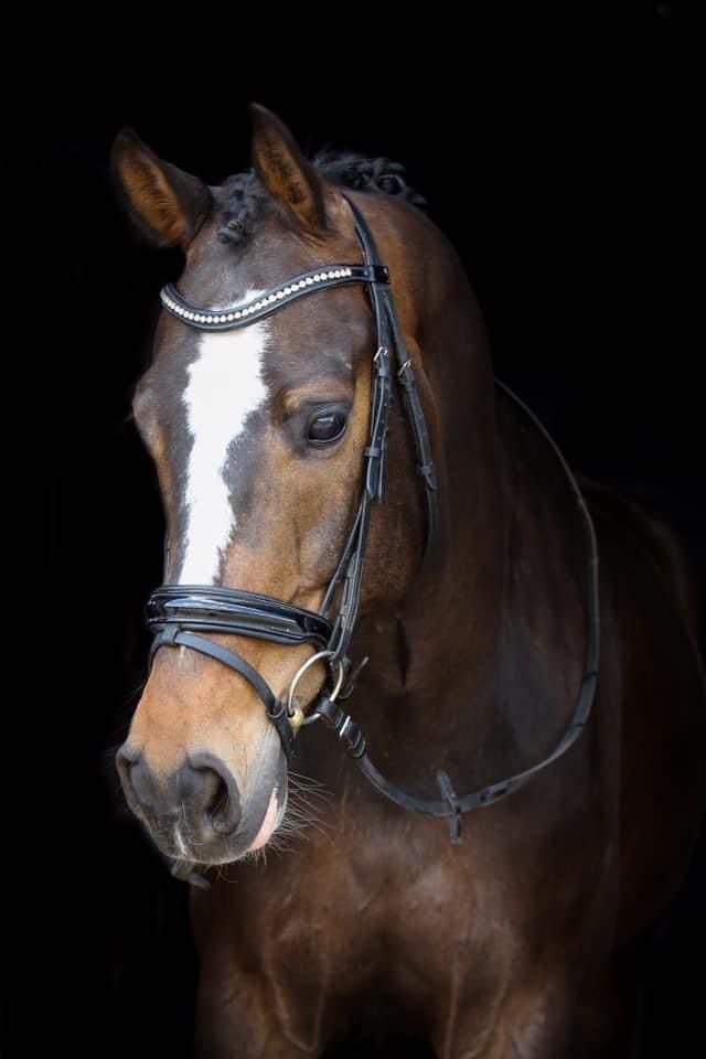 Super fijn en lief dresuur paard te koop, Ruin, Dressuurpaard, 170 tot 175 cm, 11 jaar of ouder