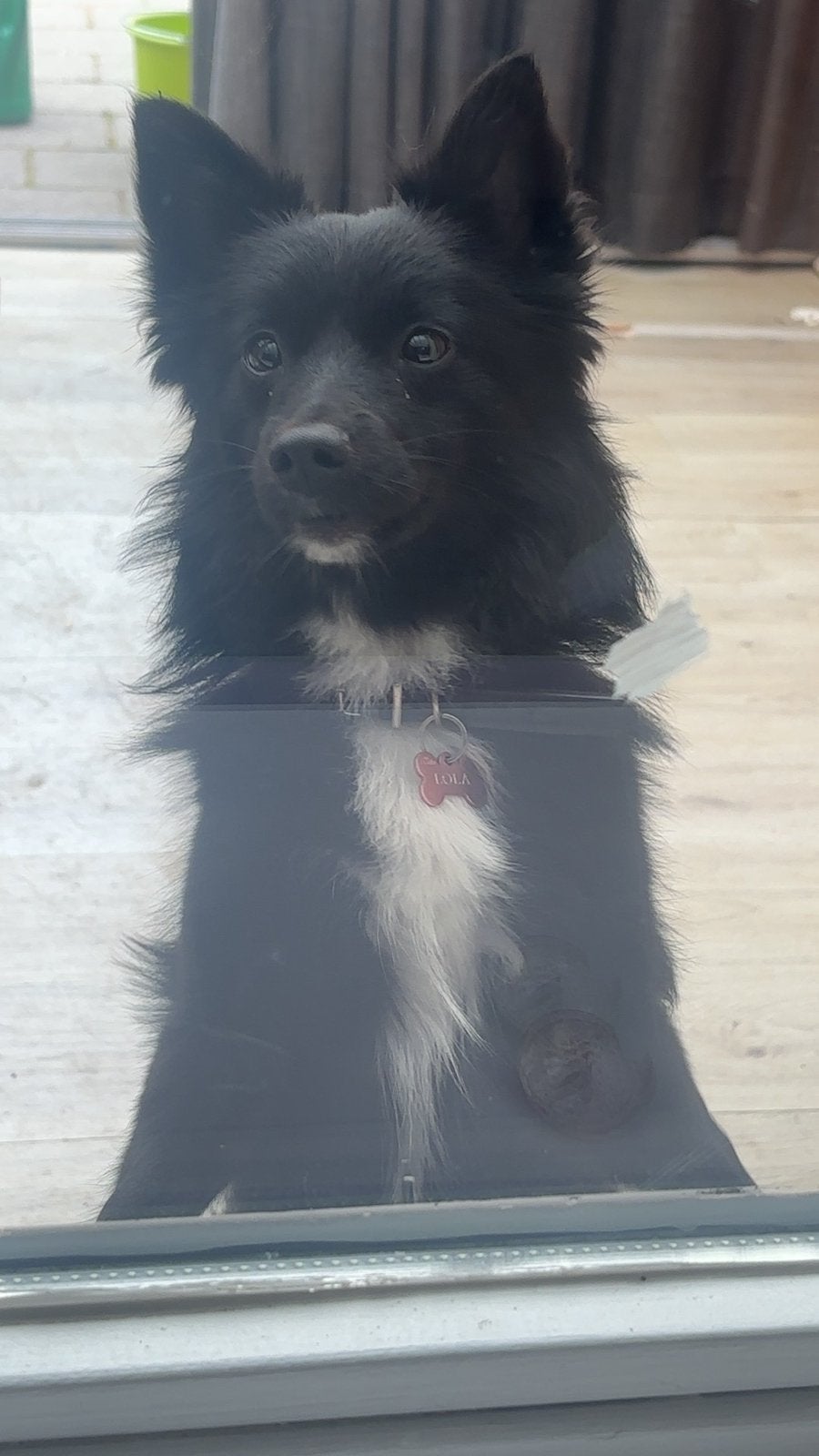 Lieve Lola zoekt een nieuw thuis️, Dieren en Toebehoren, Honden | Herdershonden en Veedrijvers, Overige rassen, 1 tot 2 jaar, Teef