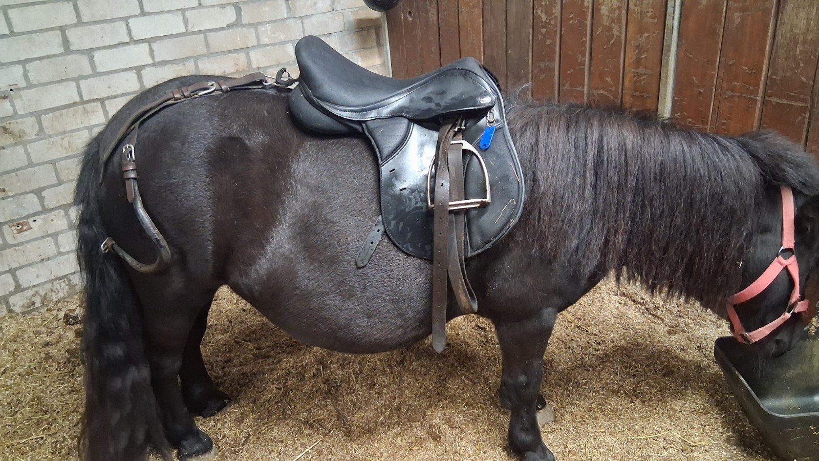 verschillende paarden spullen, Ophalen of Verzenden