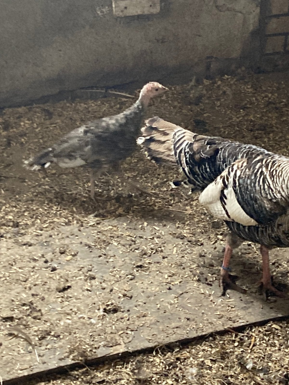 Kalkoen, Dieren en Toebehoren, Pluimvee, Kalkoen