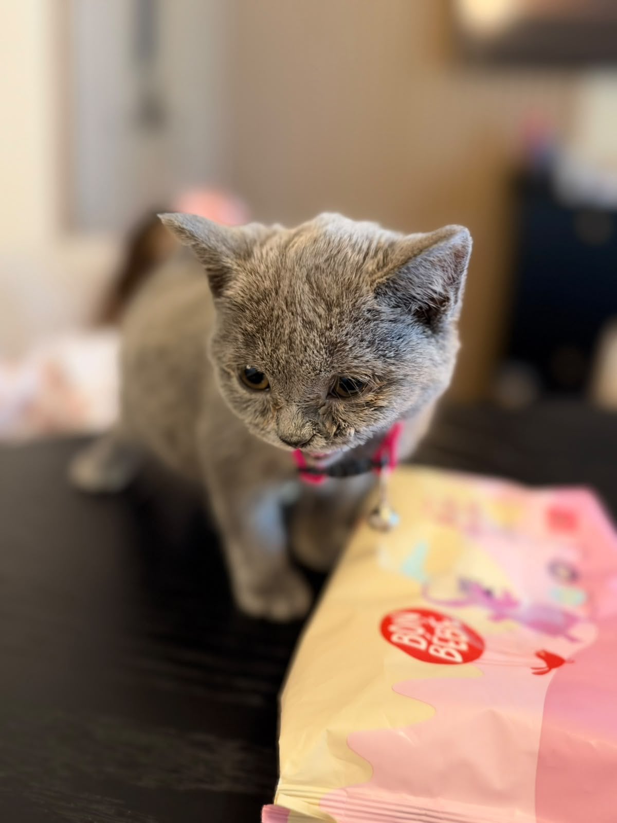 te koop britse korthaat kitten!!, Kater