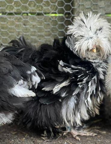 🥚🐣Broedeieren USA zijdehoen 🥚🐣, Dieren en Toebehoren, Pluimvee, Geslacht onbekend, Kip