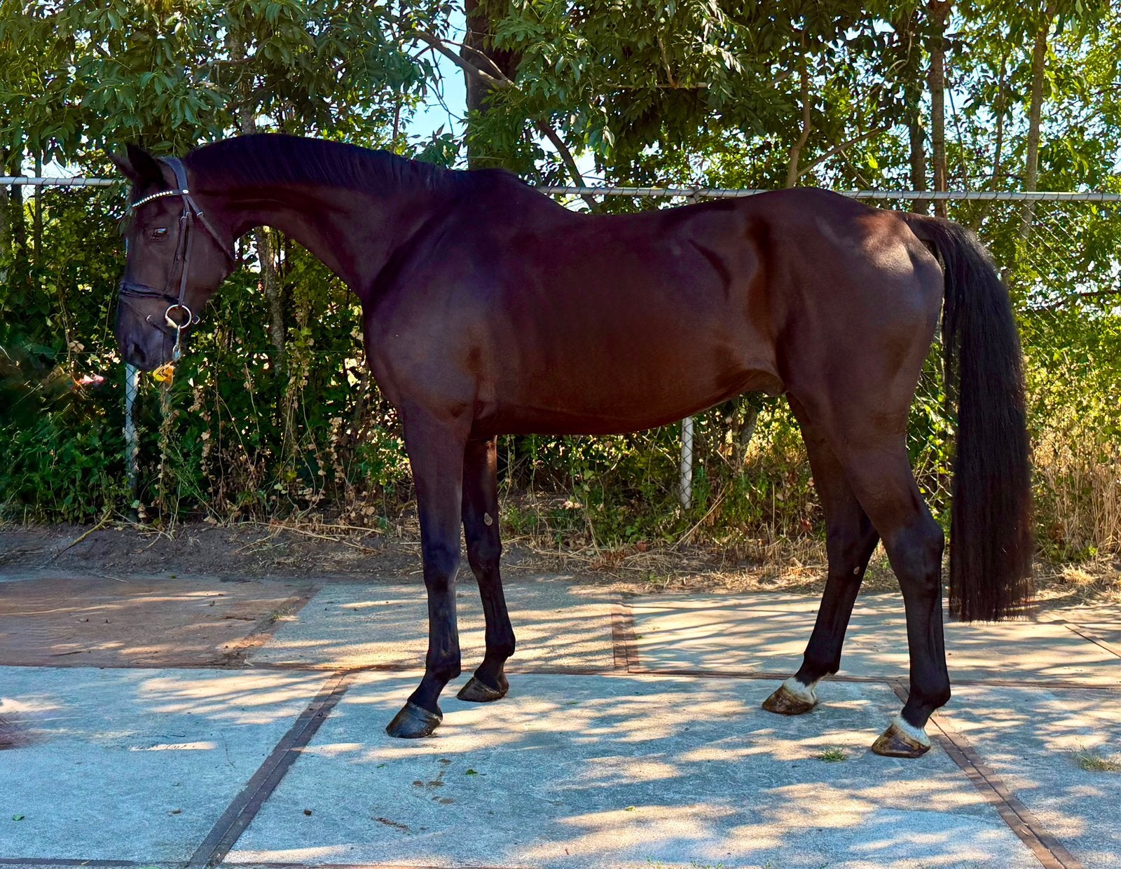 Knappe & brave Fürst Romancier, geschikt voor manegewerk., Dieren en Toebehoren, Ruin, Dressuurpaard, 170 tot 175 cm, 11 jaar of ouder