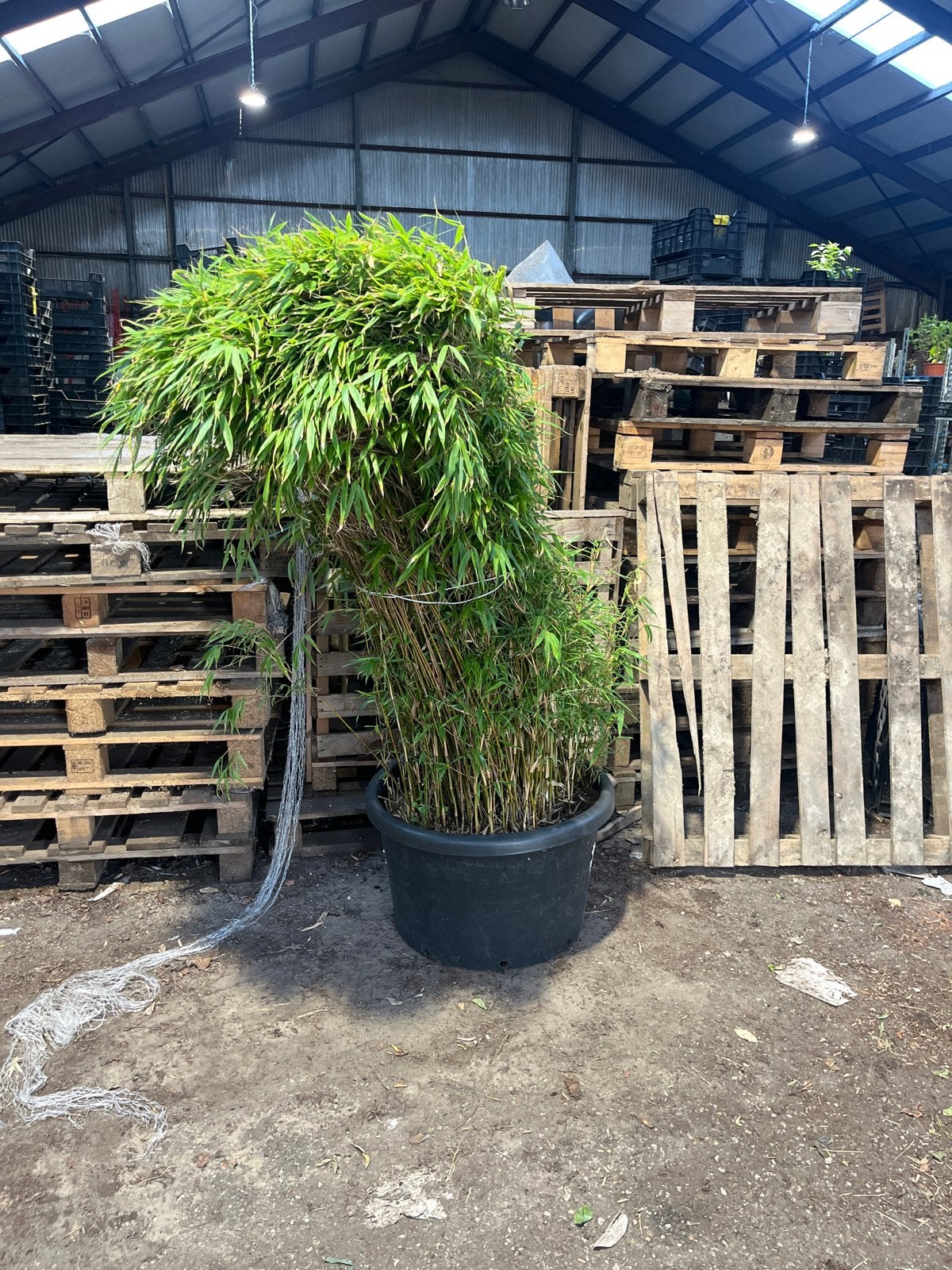 Niet-woekerende bamboe XXL, ca. 150 cm hoog, Tuin en Terras, Vaste plant, Siergrassen, Ophalen of Verzenden, Bloeit niet