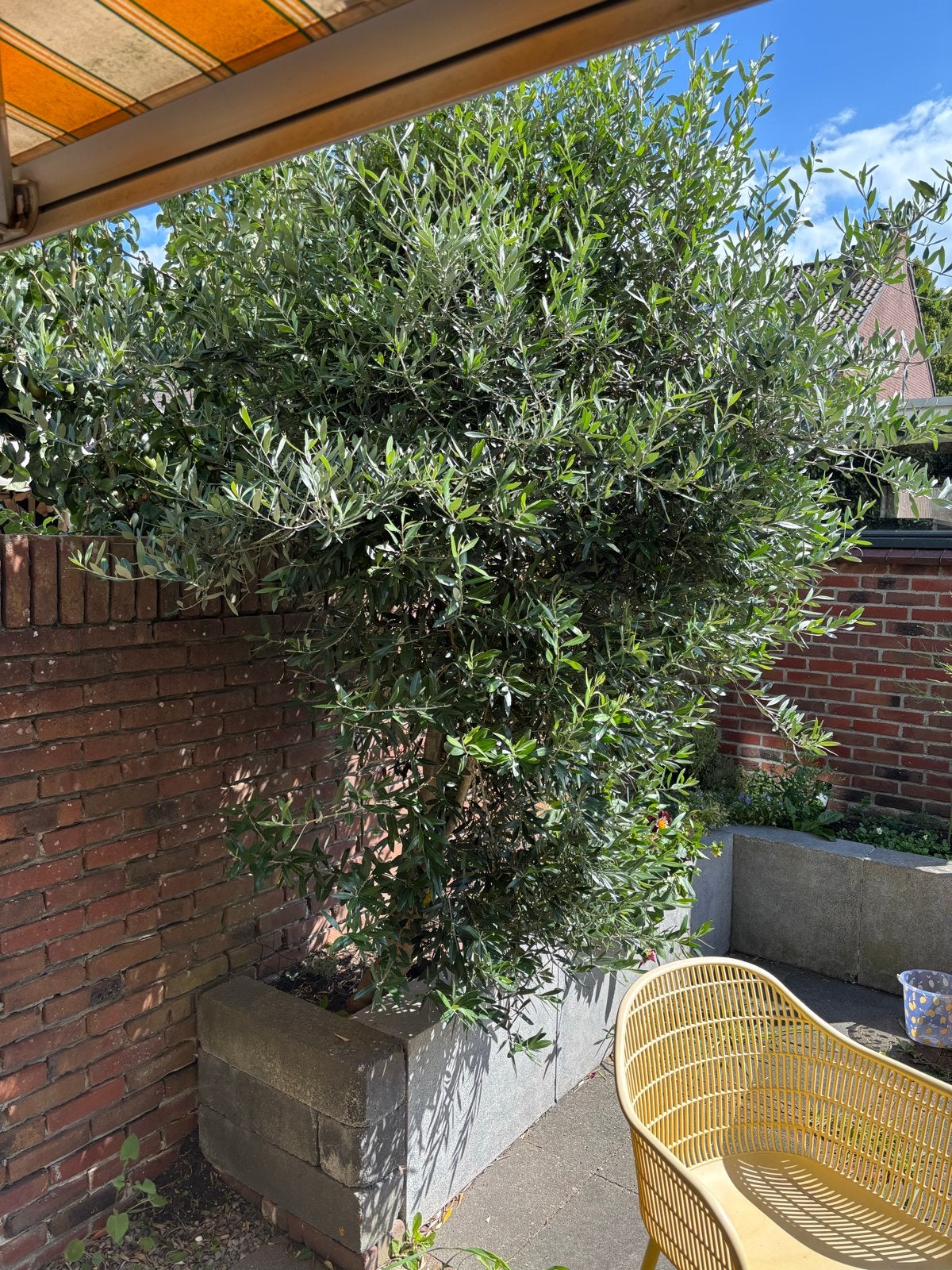 Grote olijfboom in betonnen plantenbak, Tuin en Terras, Overige soorten, Volle zon, Vaste plant, Ophalen of Verzenden