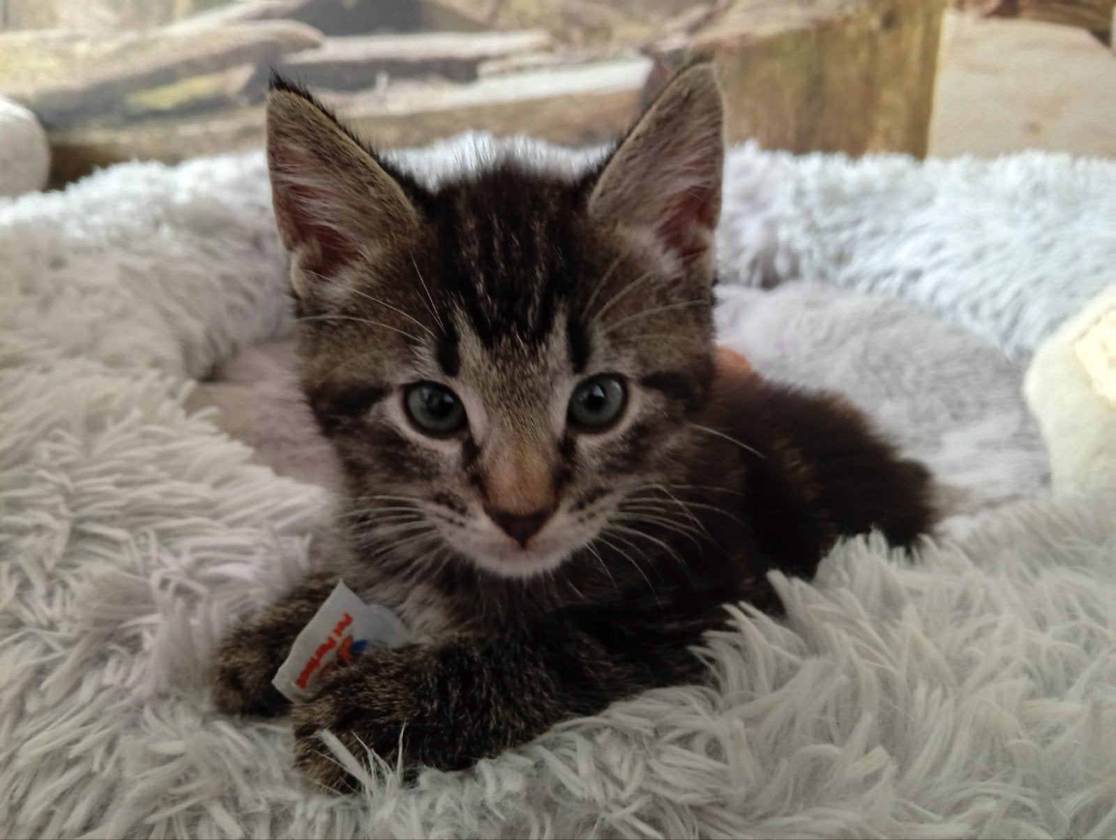 kittens/jonge katjes, Dieren en Toebehoren, Kater, Kortharig, 0 tot 2 jaar