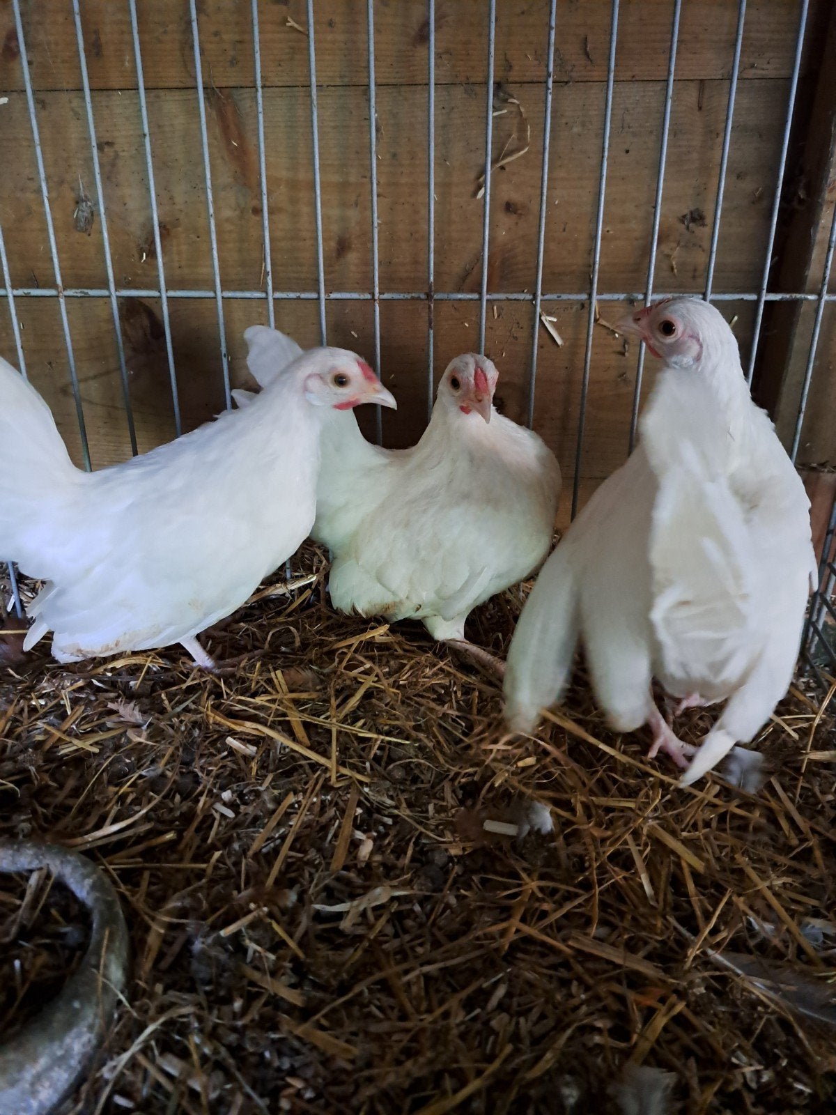 Java kriel wit, Dieren en Toebehoren, Vrouwelijk, Kip