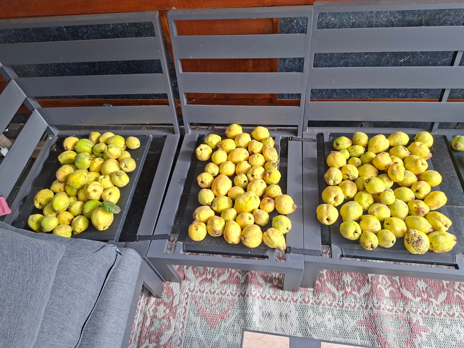 Kweeperen uit eigen boom. 25 kg beschikbaar. Ruiken heerlijk, Ophalen, Eenjarig, Groenteplanten, Volle zon