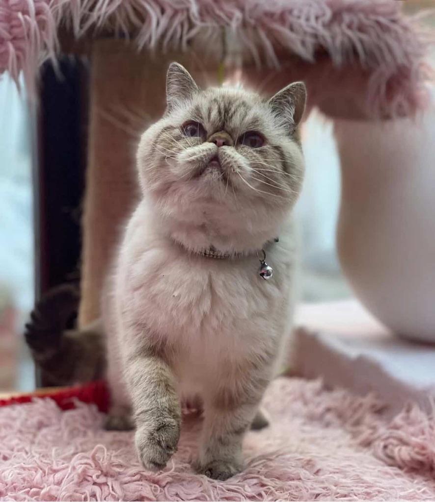 Exotic korthaar, Poes, Met stamboom, 0 tot 2 jaar
