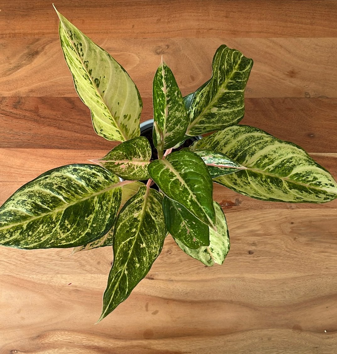 Gezonde Roze Aglaonema, Ophalen, Overige soorten, Halfschaduw, Minder dan 100 cm