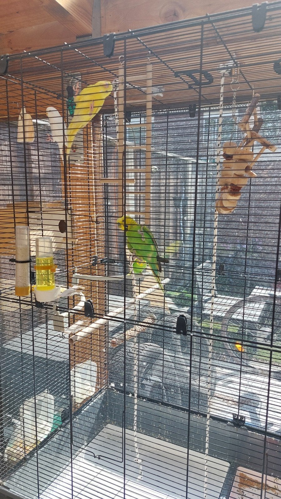 grasparkieten, Dieren en Toebehoren, Vogels | Kanaries, Meerdere dieren, Kleurkanarie
