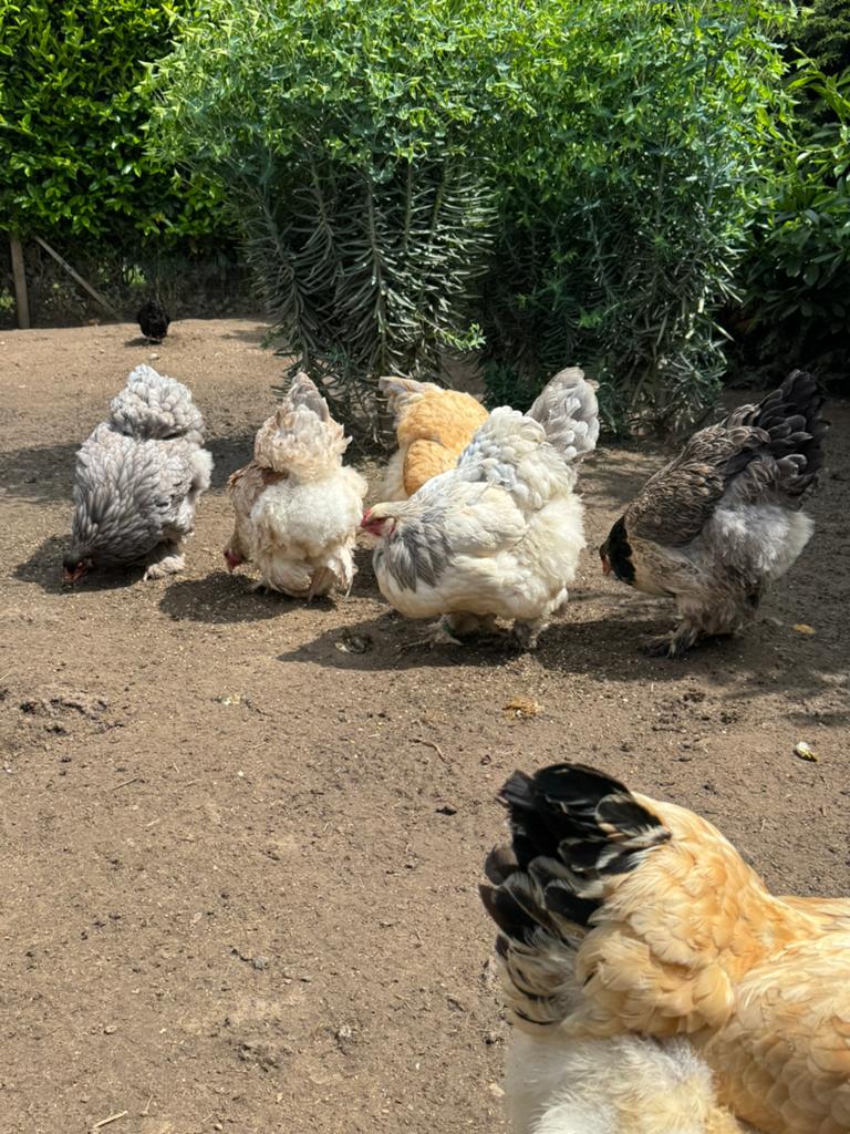 Brahma hennen van 2025, Dieren en Toebehoren, Pluimvee, Vrouwelijk, Kip