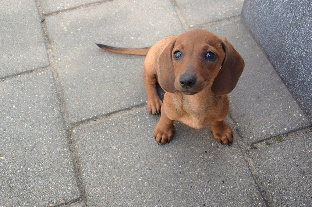 Teckel teefje, Dieren en Toebehoren, Parvo, 8 tot 15 weken, Korthaar, Teef