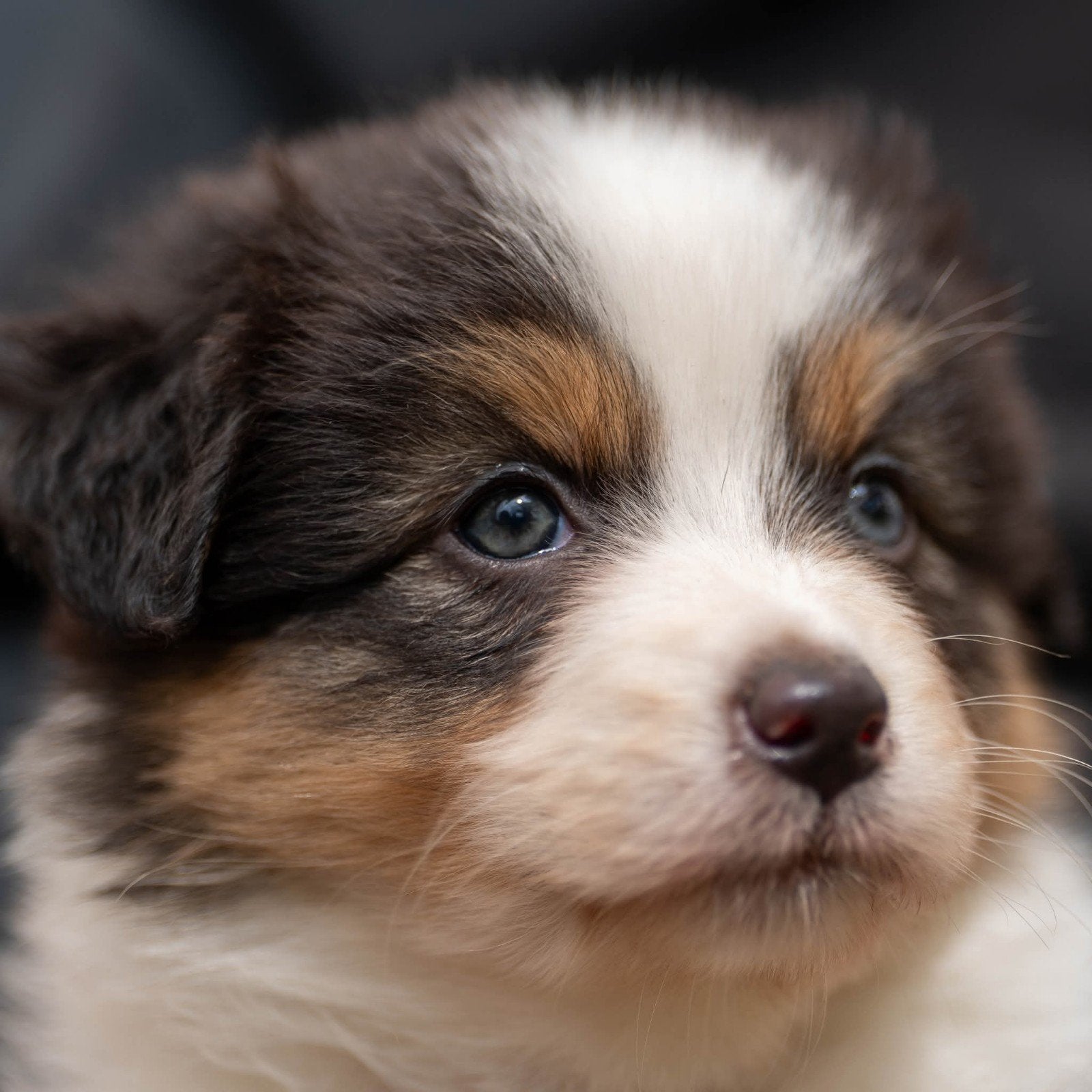 Australian Shepherd pups zeer goed gesocialiseerd, Dieren en Toebehoren, Parvo, Nederland, 8 tot 15 weken, Meerdere