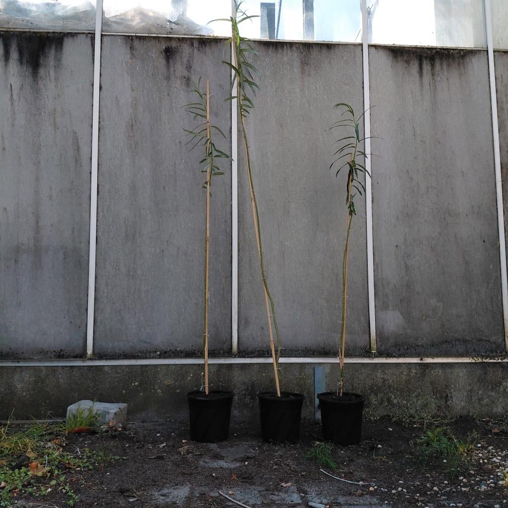wilg (Salix alba), Bloeit niet, Overige soorten, 100 tot 250 cm, Ophalen