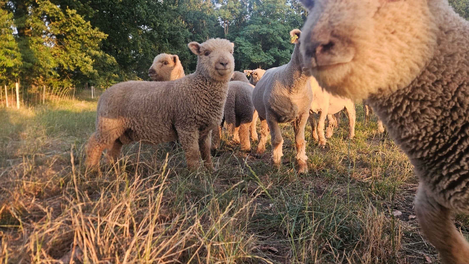 weide gezocht, Dieren en Toebehoren, Stalling en Weidegang