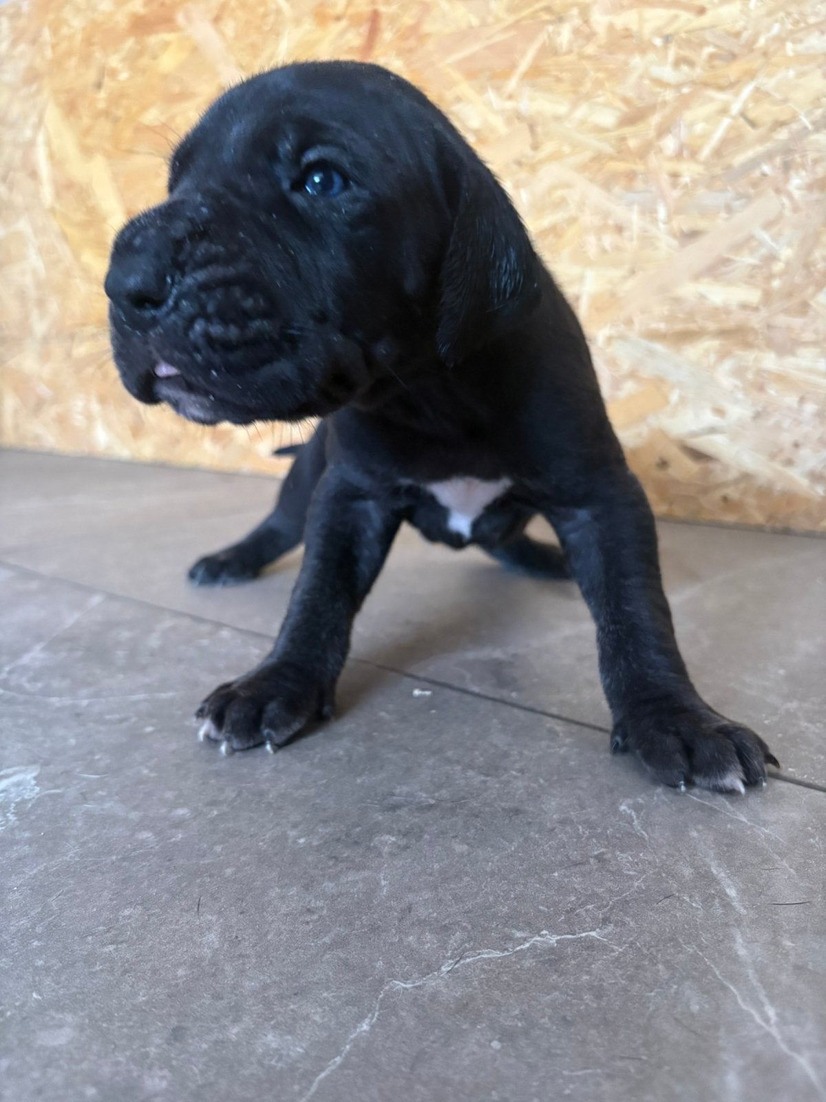 🥰🥰duitse dog pups🥰🥰, Dieren en Toebehoren, 8 tot 15 weken, Eén hond, CDV (hondenziekte), Nederland