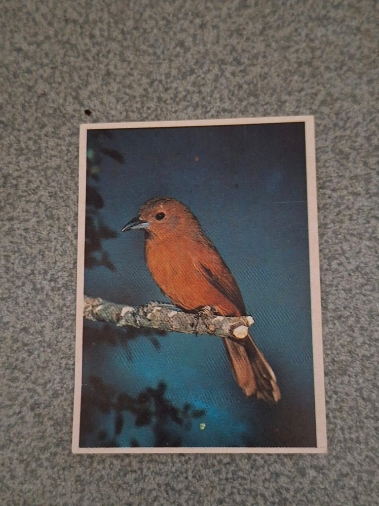Prentje/Chromo : Bruine spreeuw, 1960 tot 1980, Gebruikt, Ophalen of Verzenden, Dier