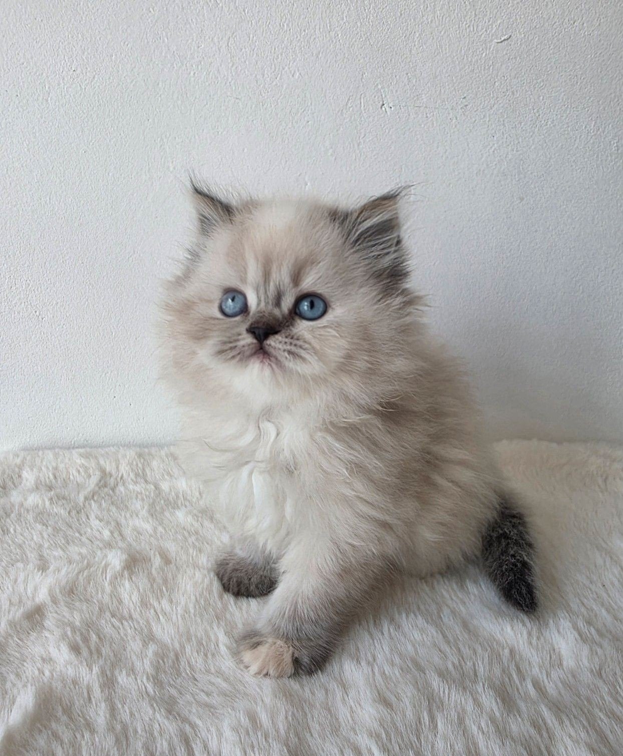 British longhair kitten, Kater
