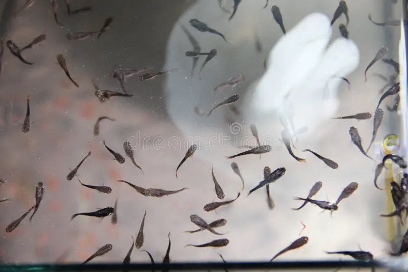 Baby gupies, Dieren en Toebehoren, Vissen | Aquariumvissen, Vis