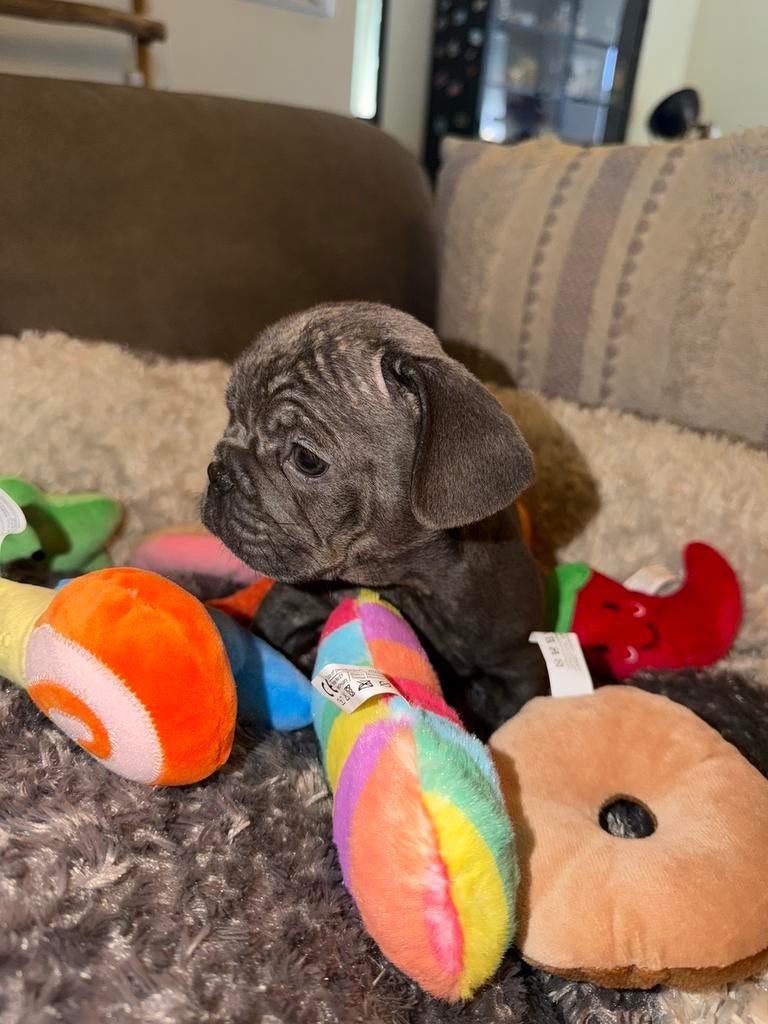 Franse bulldogs mogen nestje verlaten met stamboom, Dieren en Toebehoren, Honden | Bulldogs, Pinschers en Molossers, 8 tot 15 weken
