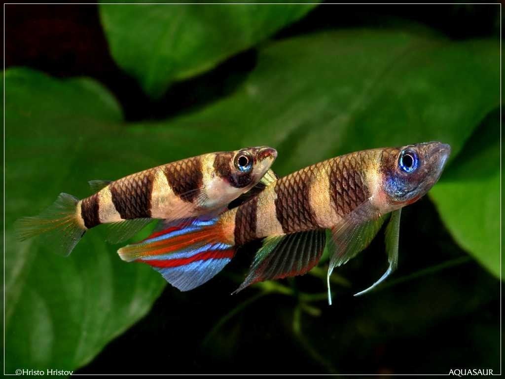 Gezocht: Epiplatys annulatus – Ringbandsnoekje