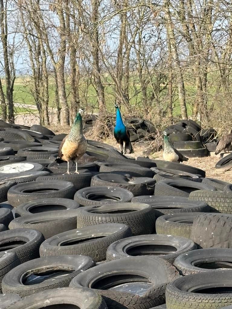 mooie pauw hennen, Meerdere dieren, Overige soorten