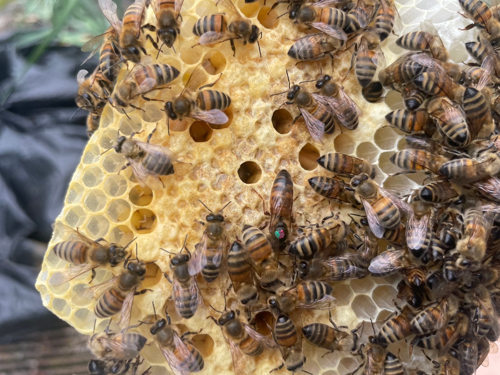 Klein bijenvolk met Buckfast f1 koningin., Dieren en Toebehoren, Bijen