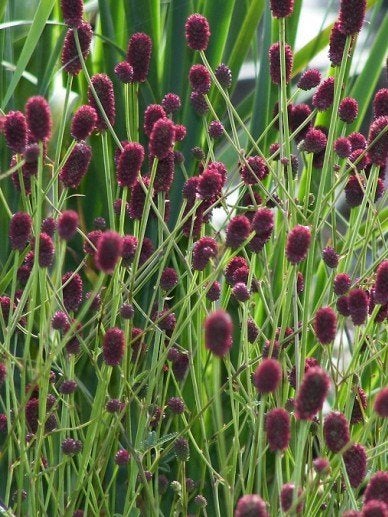 Zaden Sanguisorba Tanna, Verzenden, Volle zon