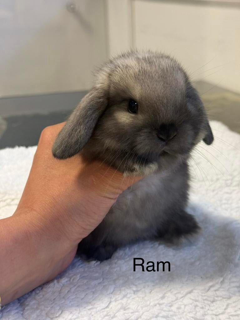 Prachtige raszuivere Minilop en Teddy dwerg konijntjes, Dieren en Toebehoren, Konijnen, Meerdere dieren, Dwerg, 0 tot 2 jaar