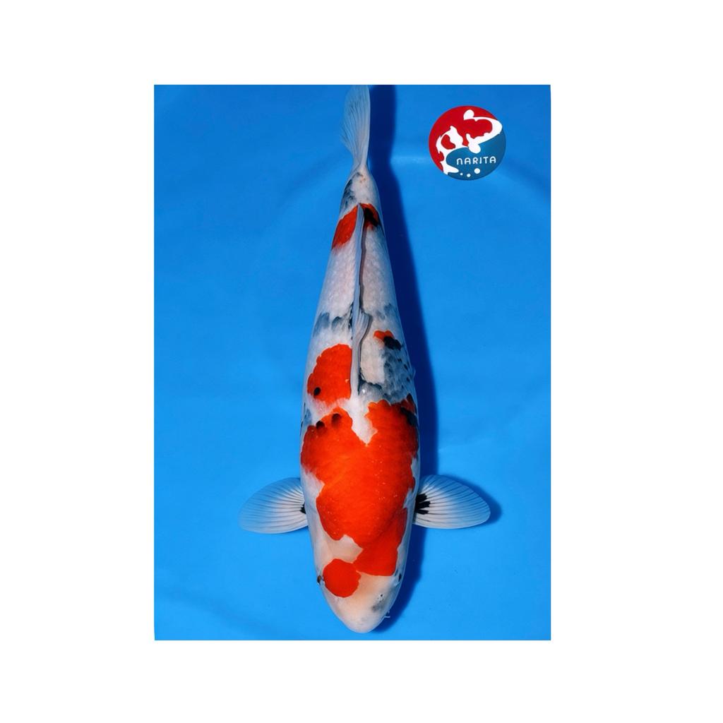 VHQ showa top kweker HOSHIKIN 2y 48 cm japanse koi breeder, Dieren en Toebehoren, Vissen | Vijvervissen, Karper of Koi