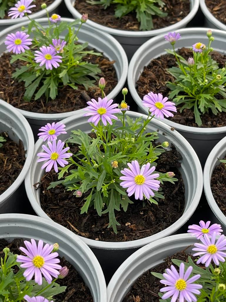 Brachyscome (4 voor €5), Tuin en Terras, Planten | Tuinplanten, Ophalen, Eenjarig, Overige soorten, Volle zon