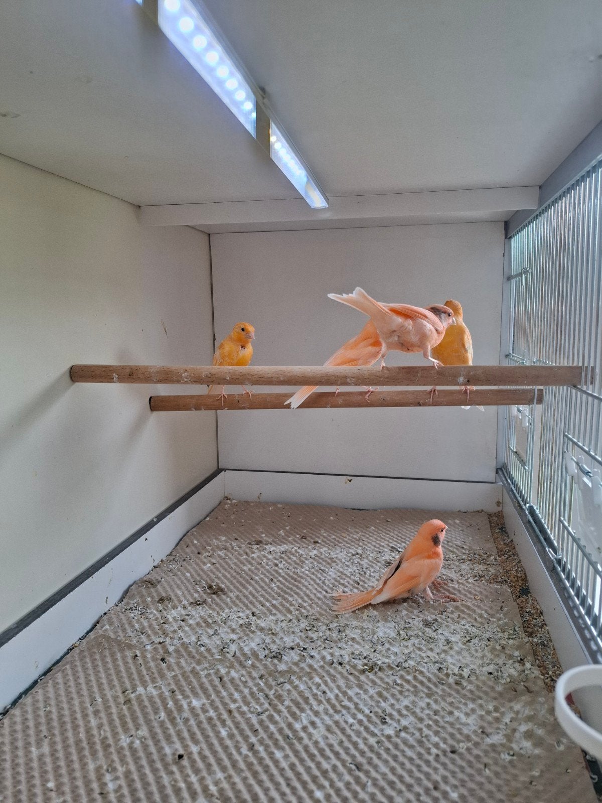 Diverse kanarie's  oranje/rood, Geslacht onbekend, Kleurkanarie