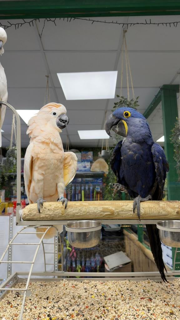 Jonge Molukken kaketoe, Dieren en Toebehoren, Vrouwelijk, Papegaai, Pratend
