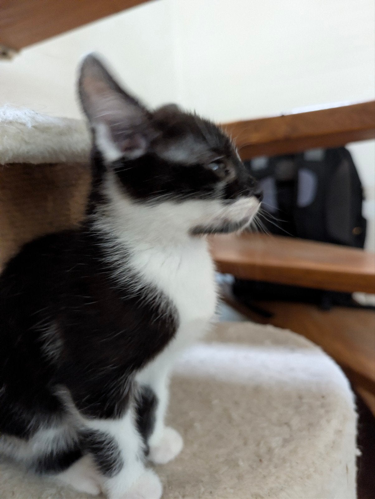 Kittens, Meerdere dieren, Kortharig, 0 tot 2 jaar